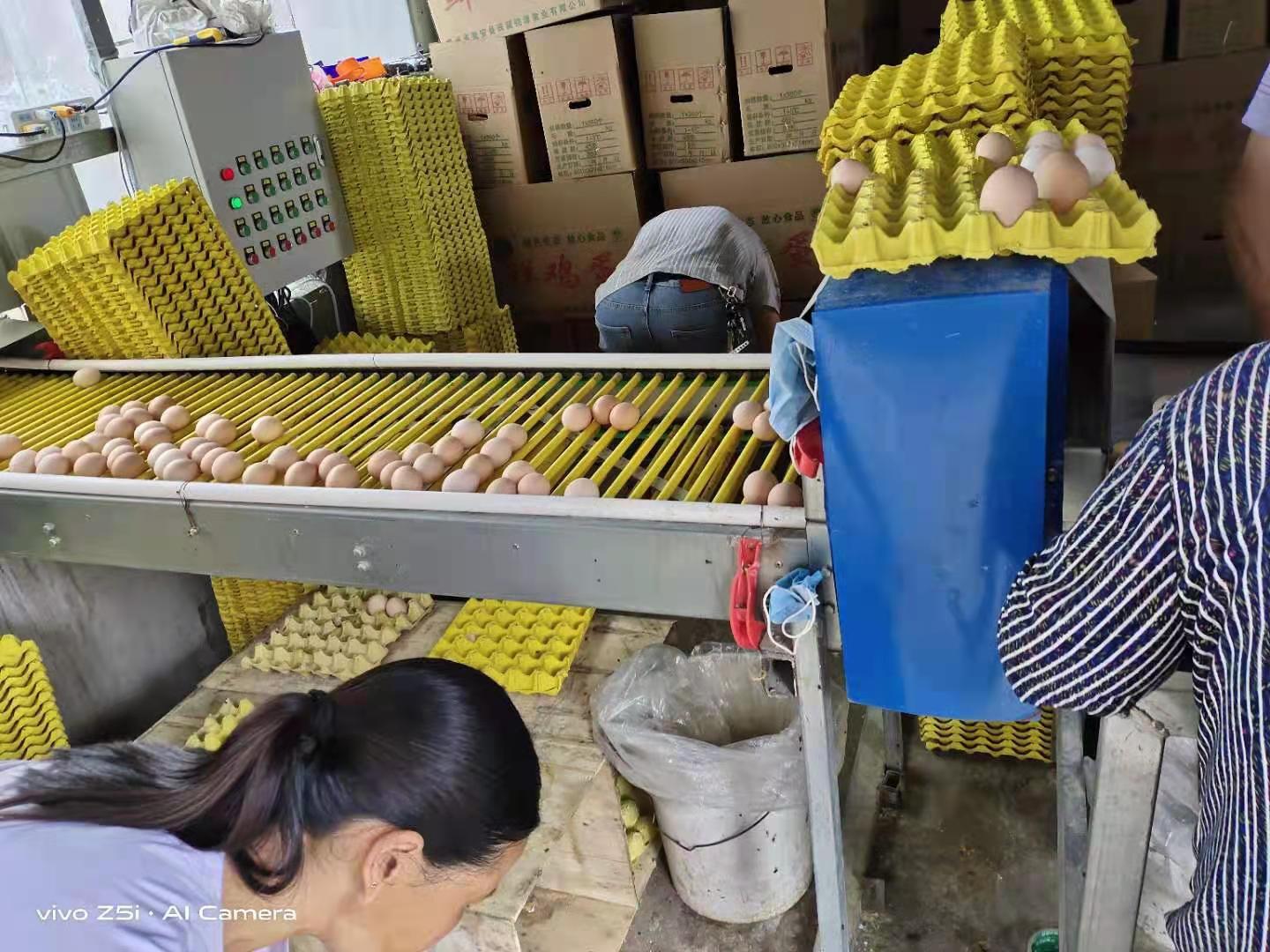籠養雞需要什么環境條件？